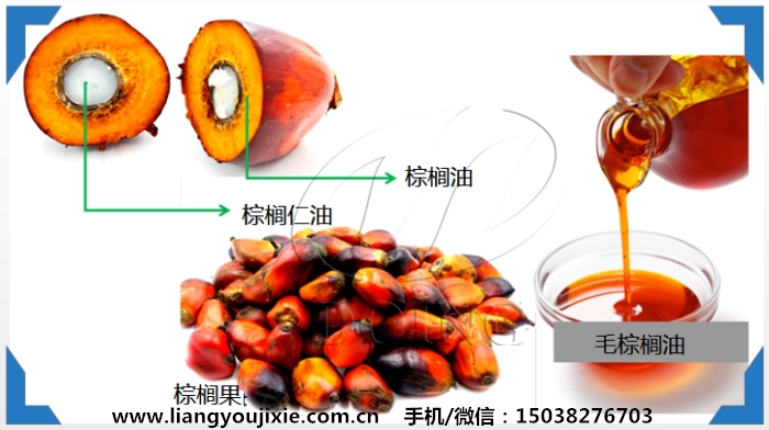 棕櫚油