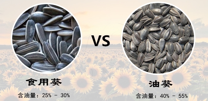 葵花籽