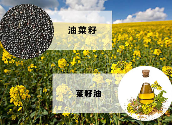 加工菜籽油能賺錢嗎？