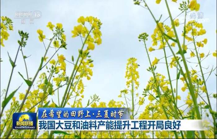 油菜油料