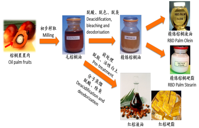 紅棕櫚油生產(chǎn)加工工藝