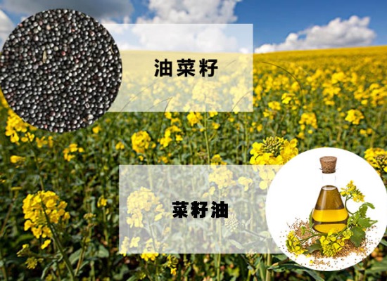 投資建設(shè)菜籽油加工廠，需要考慮哪些問(wèn)題？