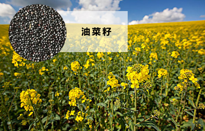 菜籽油壓榨