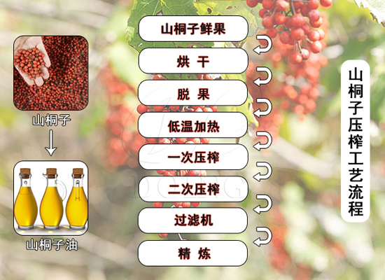 技術(shù)加持，“樹上油庫”山桐子漸成油品新貴！