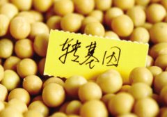 “致癌說”引爆食用油市場變局