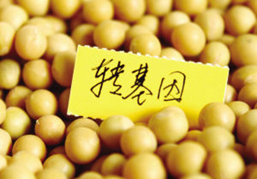 轉基因大豆