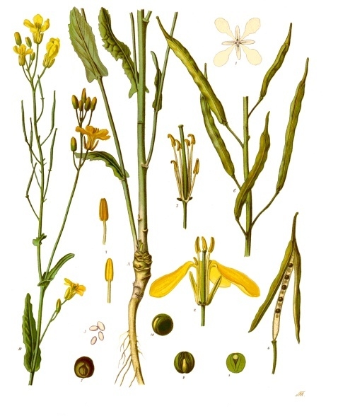 菜籽
